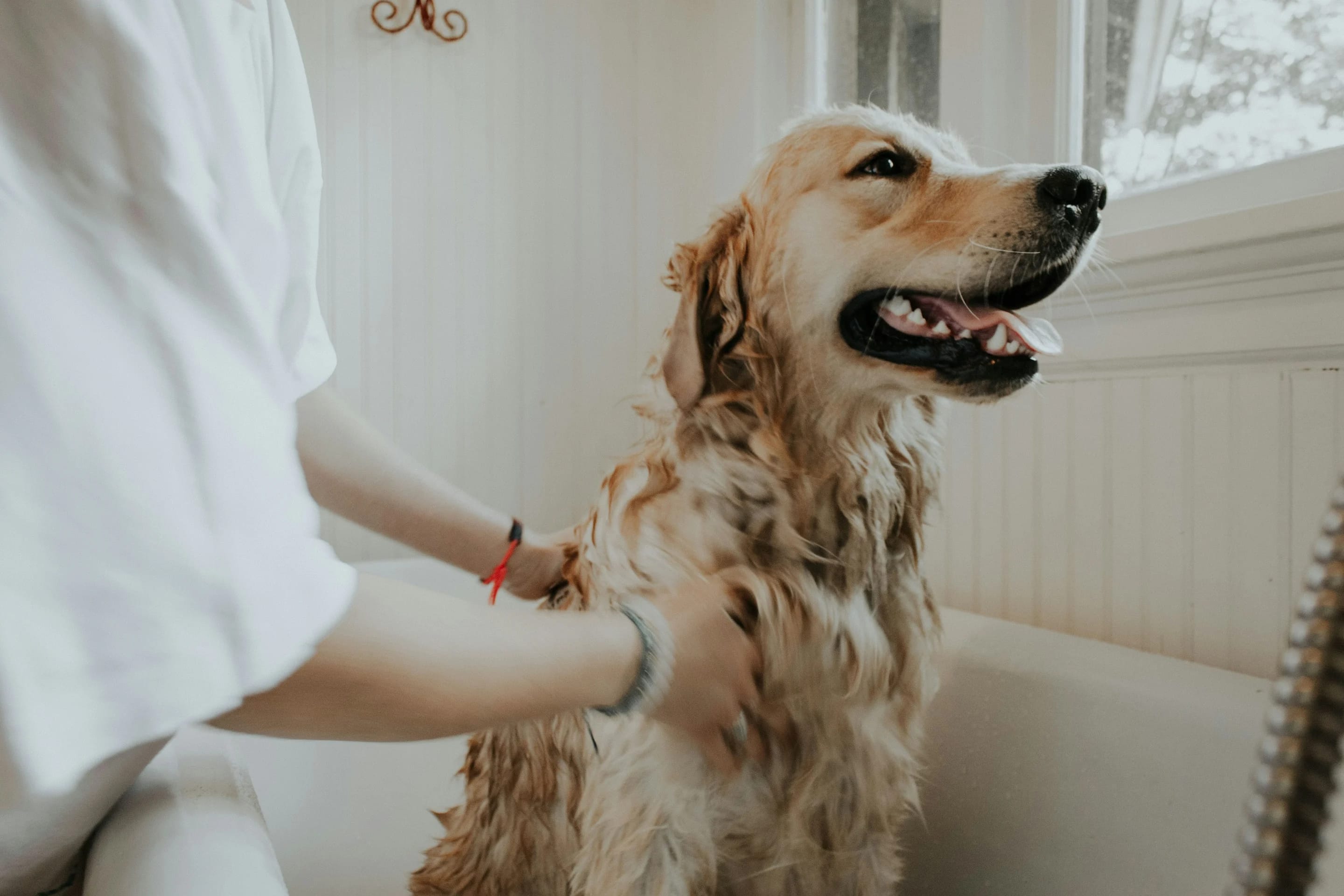 Punto de venta para veterinarias